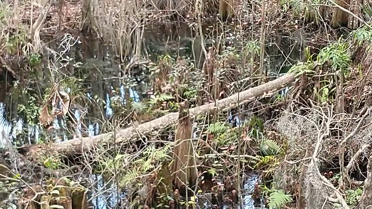 Silver springs Cypress