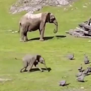Baby Elephant Chasing Birds