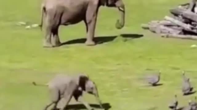 Baby Elephant Chasing Birds