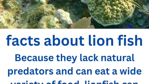 facts about lion fish....8/13