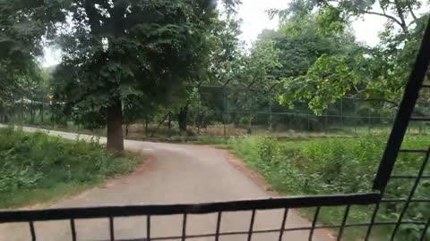 lion safari in Tyavarekoppa, shivamogga..