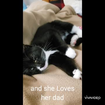 Meet Socks. Augie's new kitten