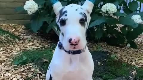 Great dane