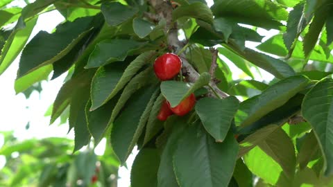 Red, red fruit