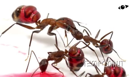 Ants Drinking Red Liquid Candy Timelapse