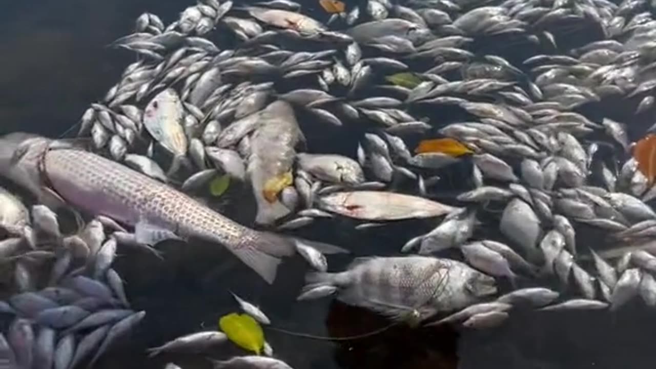 Wake up. They will poison us to stay in power