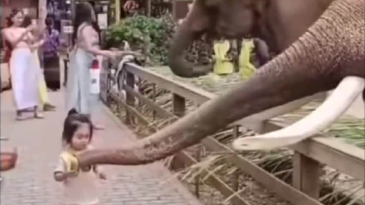 Elephant and little champ