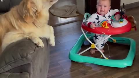 Golden retriever cries adorably with baby l GMA