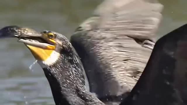 Two common cormorants