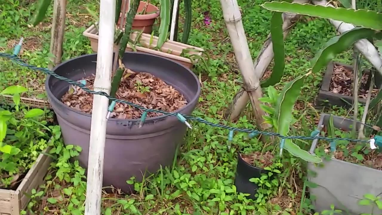 Front Garden Update & Pineapples Poppin 3-3-24