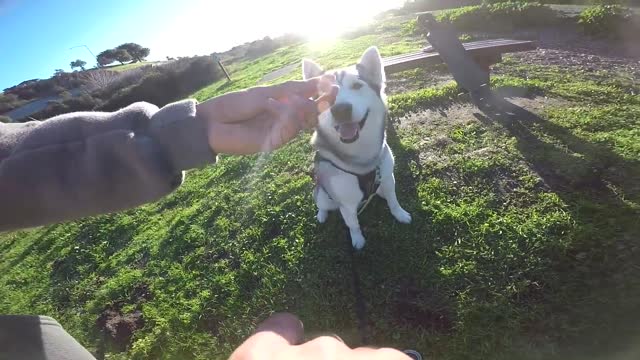 How To Train An "Excited" Dog To SIT