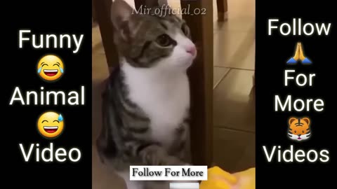 Funny Videos Animal Video 😂😅