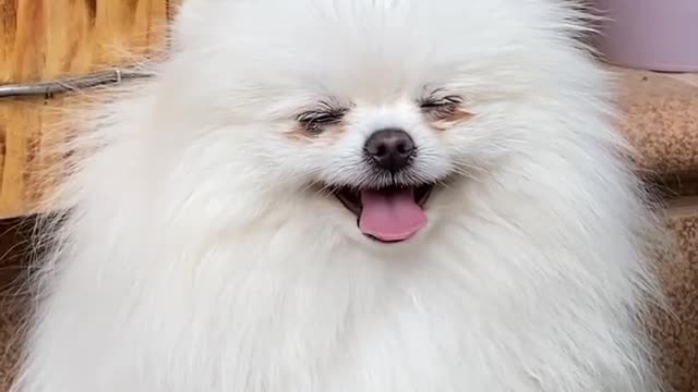Cute and funny dog baby dogs video animals
