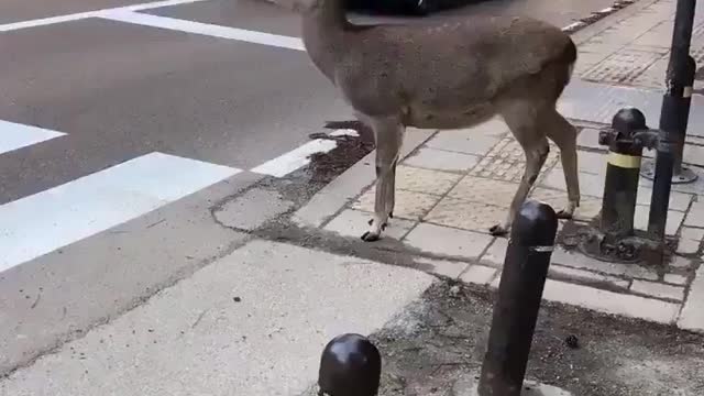 Funny Adorable Deer Waiting into Traffic Lines before Crossing