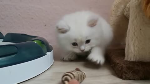 An angry meowing of white cat./qute but angry