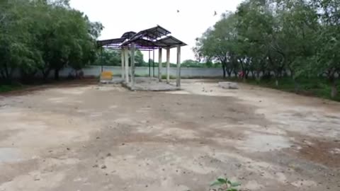 Bird video