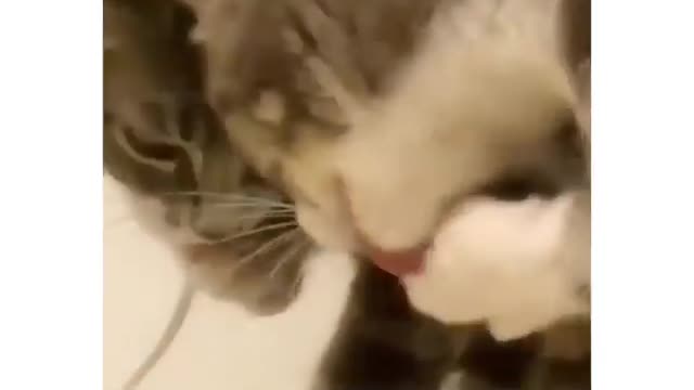 cats are the cutest animals