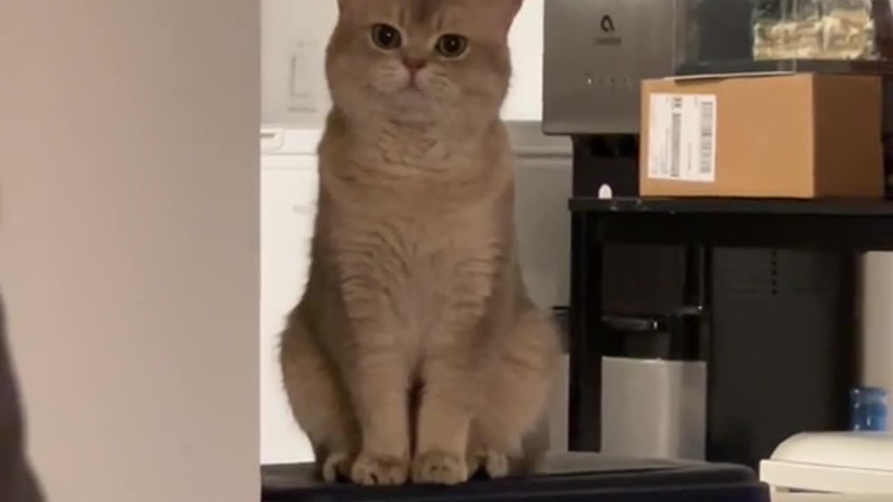 Meow talks