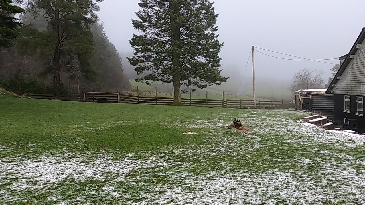 Red Kites