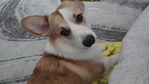 I don't think my Corgi puppy enjoys me blowing at him! 🐶🤣