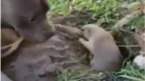 Funny animal video