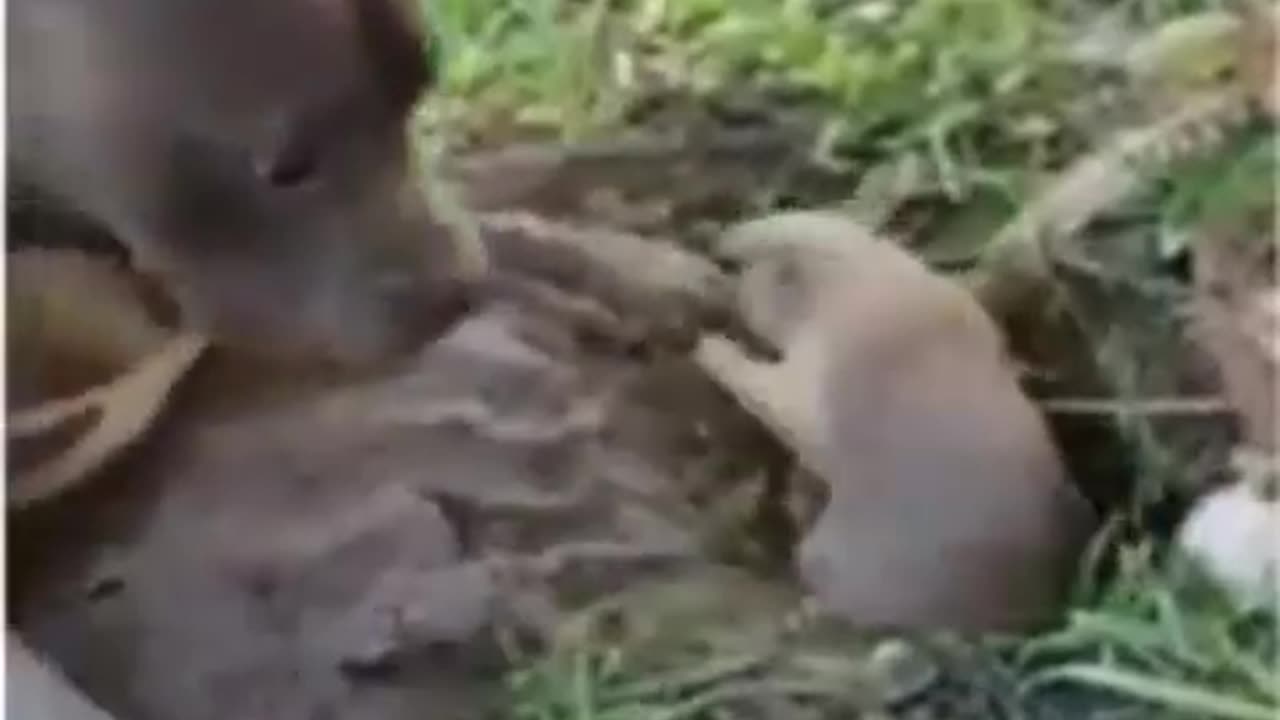 Funny animal video