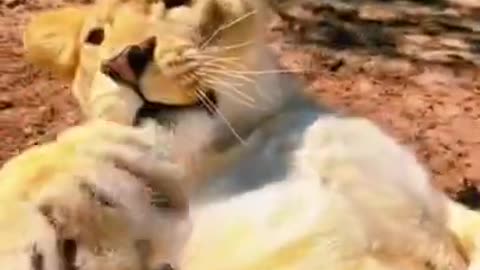 Jaguar Videos 🔥Very Scary and Cute