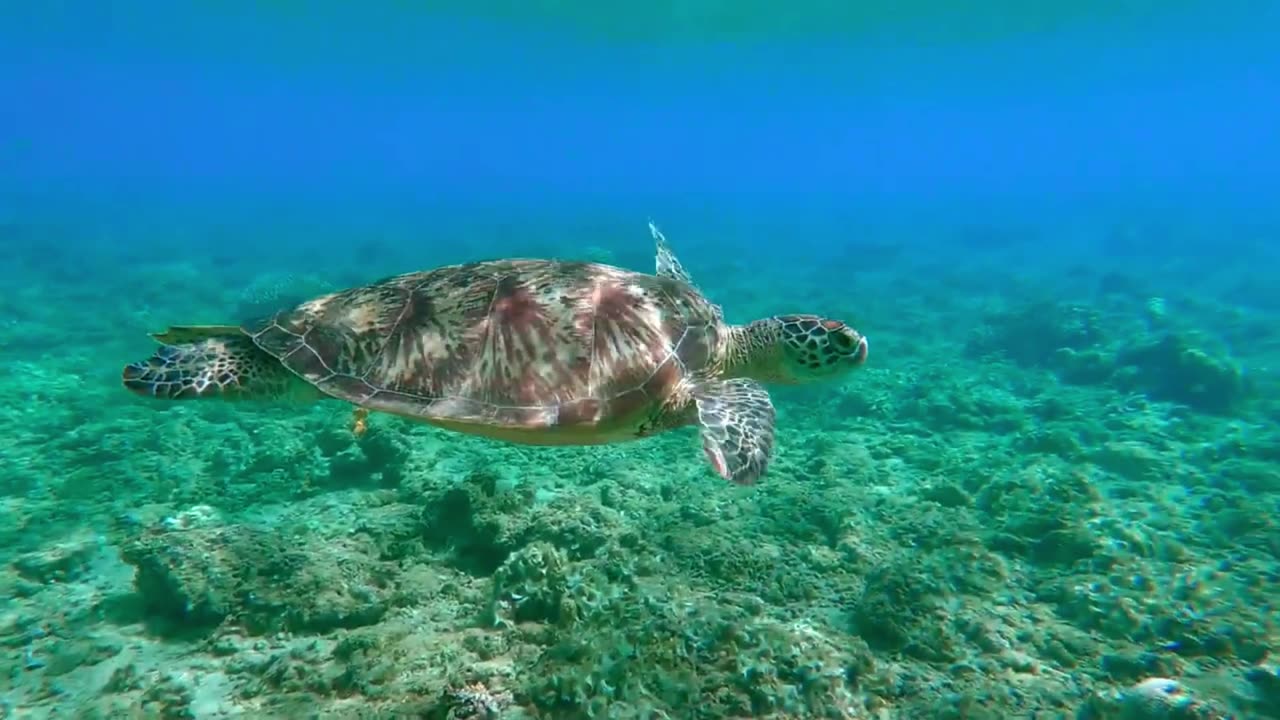 Beautiful Sea Life With Relaxing Peaceful Music