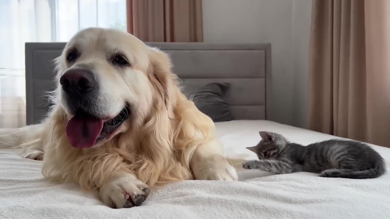 Friendly cat and dog