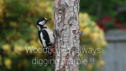 Woodpecker, always digging marble !!!