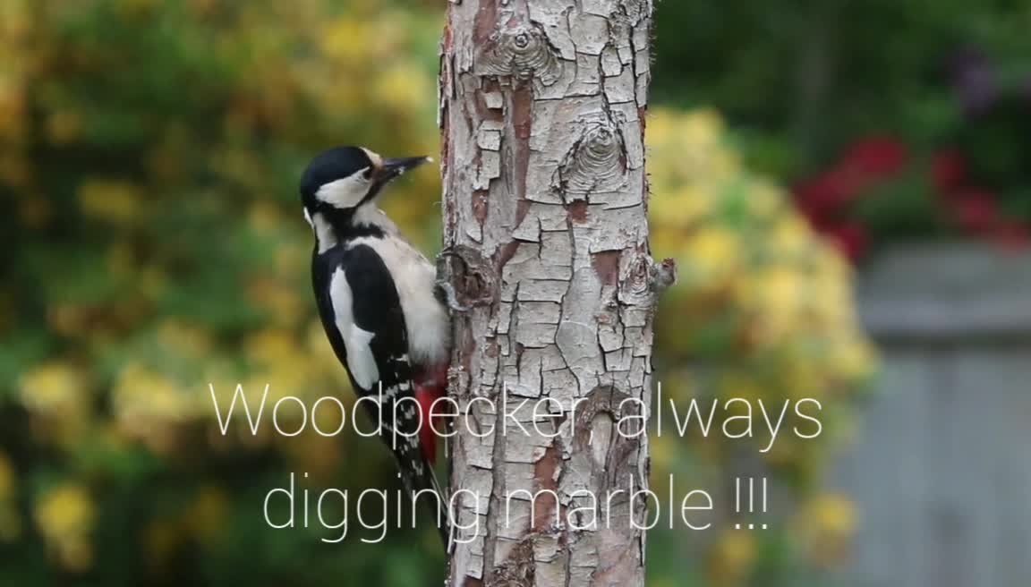 Woodpecker, always digging marble !!!