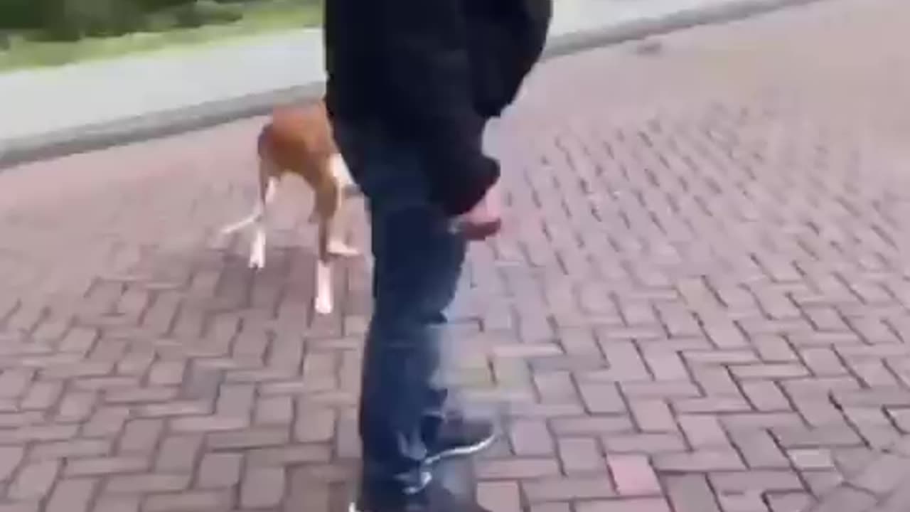 In the Netherlands racist youths bully a elderly white man out walking his dog..