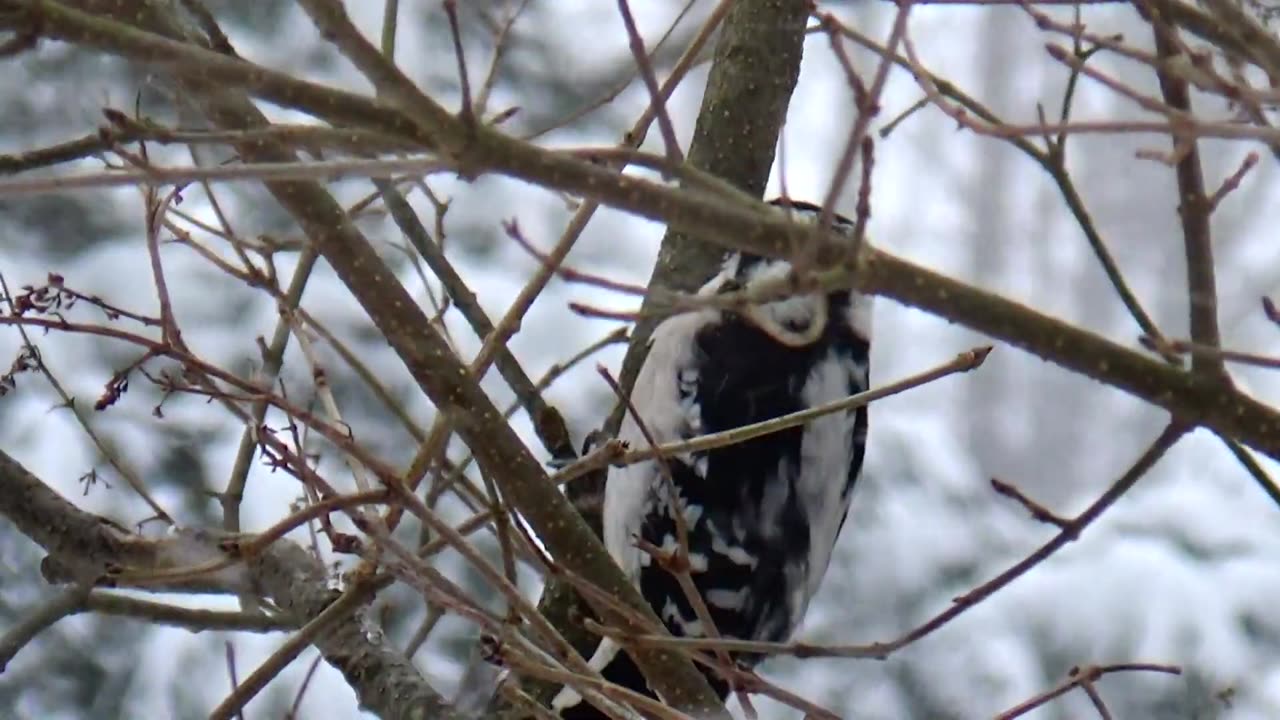 Downey Woodpecker