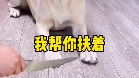 Funny videos of dog 🐶🐕