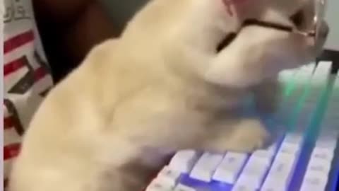 Cat mega funny video