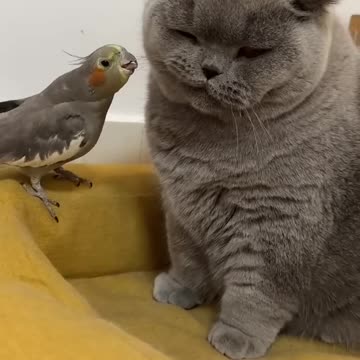 OwL enjoying with beautiful cat