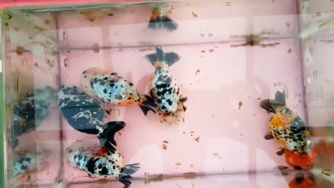 The most beautiful Calico Ranchu goldfish collection-5