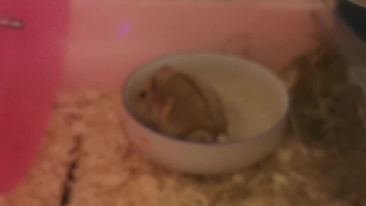 Anna the hamster