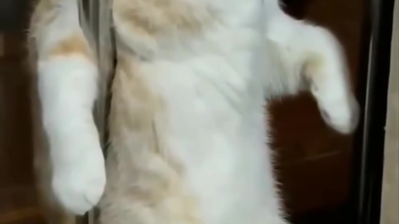 funny cats