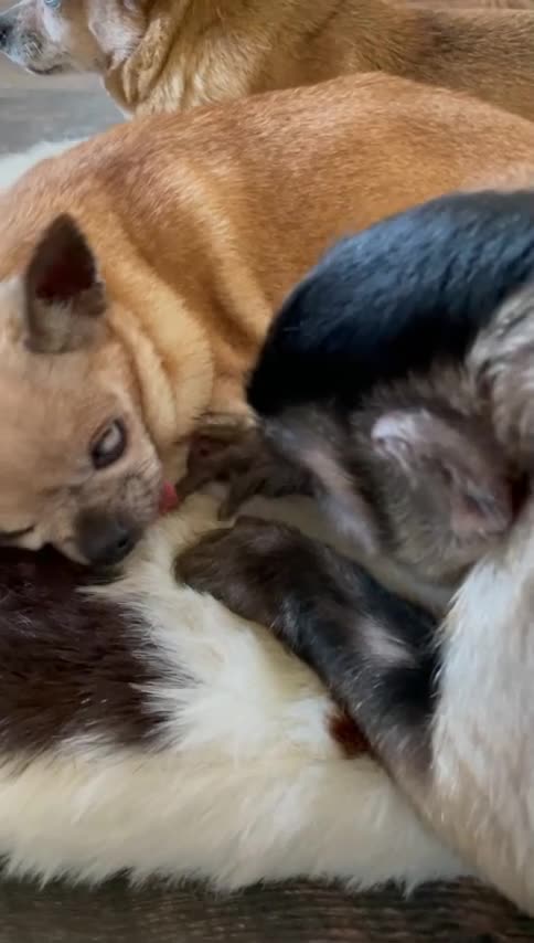 When your blind sister sleeps with her tongue 👅 you poke it😂😂😂