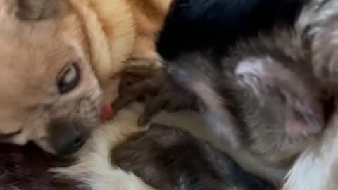 When your blind sister sleeps with her tongue 👅 you poke it😂😂😂