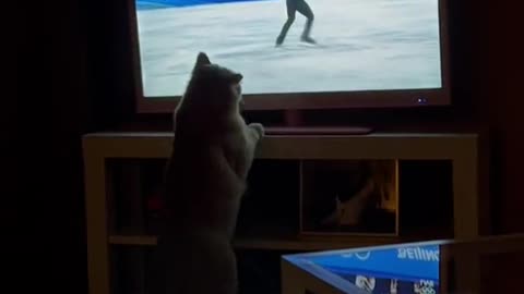 Oh no! Bruce made him stumble 🙈 #olympics #figureskating #fail