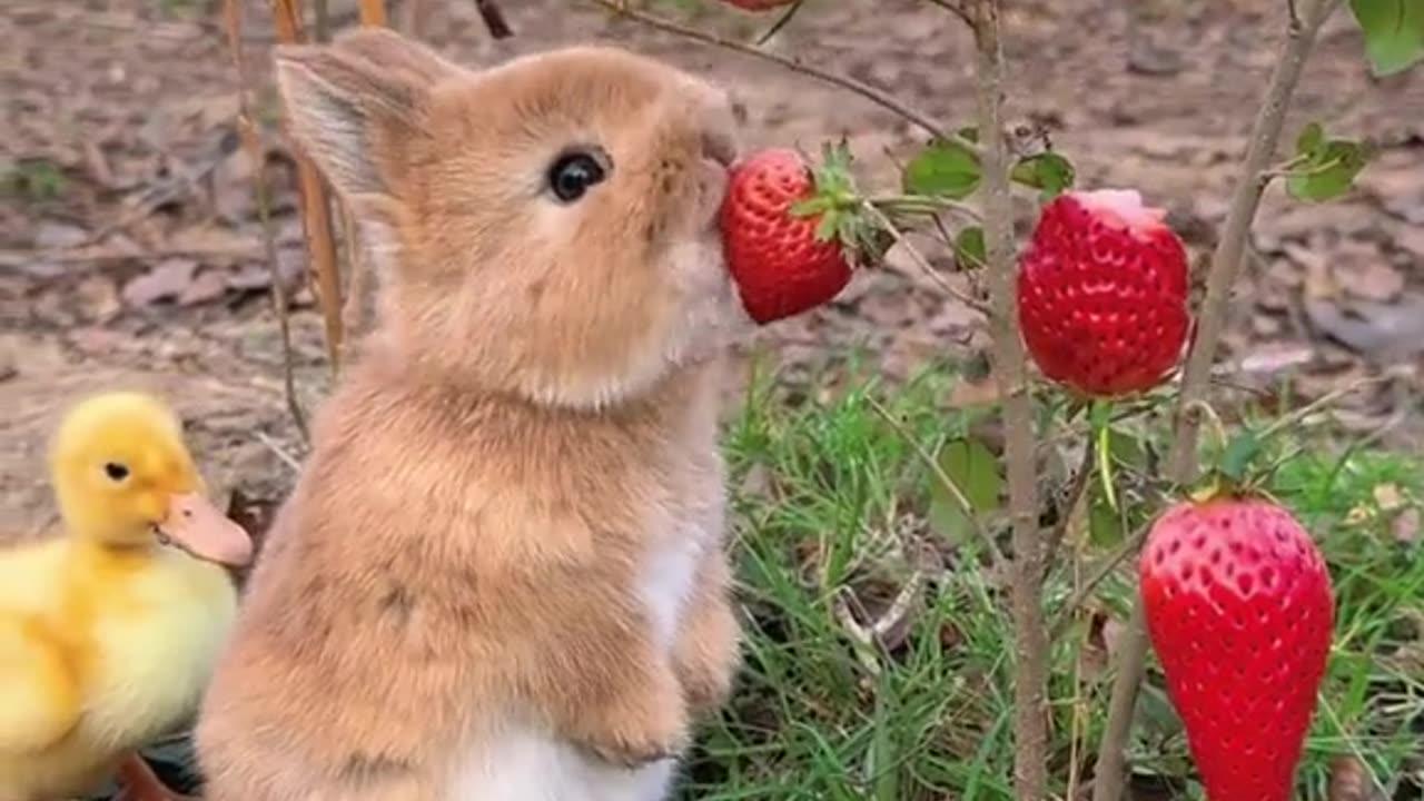 Cute pet rabbit 🐰🐰🐰