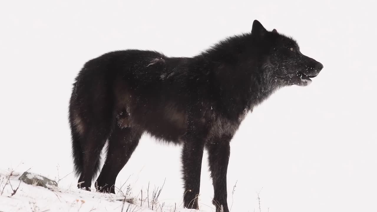 Grey wolf alarm bark