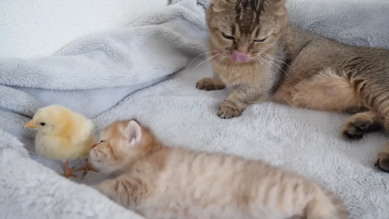 A Teeny Tiny Chick Breaking Up Two Kittens Fighting In A Cozy Bed Basket ;-)