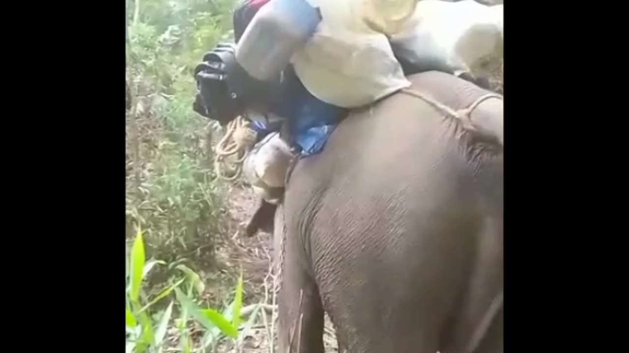 Elephant 🐘 viral video