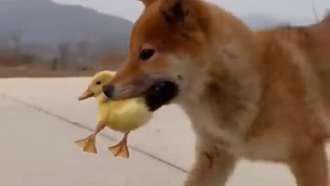Cute puppy funny video #Short #puppy #firstshortvideo