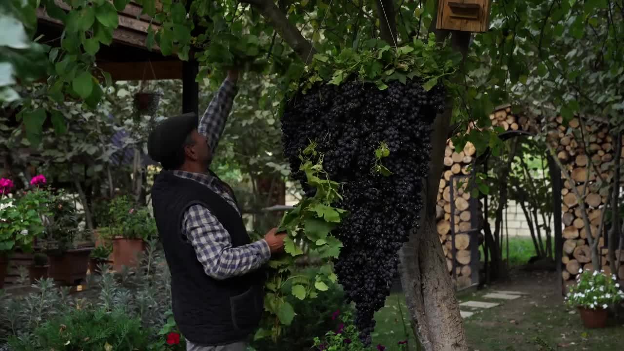 like a giant grape