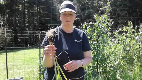 Harvesting Garlic