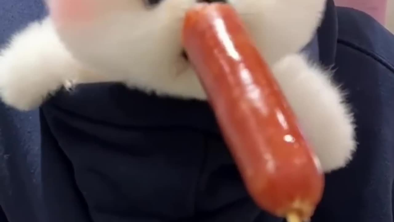 Tik Tok Chó Phốc Sóc Mini 😍 Funny and Cute Pomeranian576